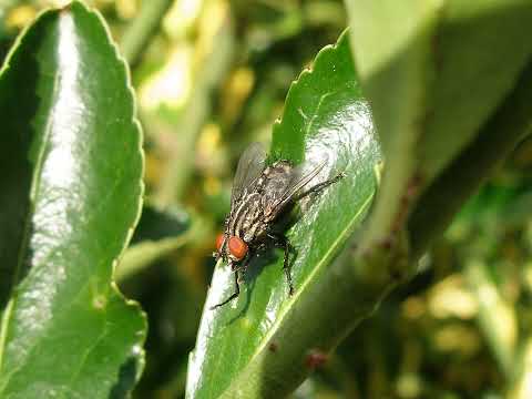 RADIOSHOW H SOUND DELUXE ANDRES HONRUBIA VIERNES 6 DE MAYO 2011 dance house nº1 radio loca fm espira