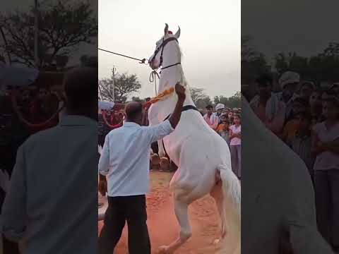 Horse 🐎🐎dance 🦄🦄chunni me beautiful 👌👌👌🏼👌👌👌👌👌 #horsedance #trendding #viralvideo #chunni