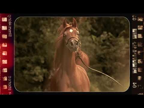 🔸 PERFECTA ALJASSIMYA 🔸 ⁣(PICASSO DI MAR x JAZANAH AL JASSIMYA), 2020 Filly