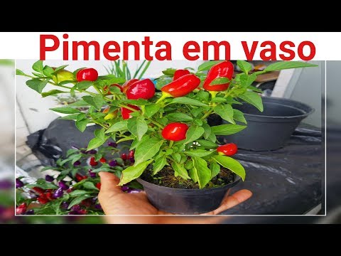 , title : 'Como plantar pimenta em vaso (incio meio fim)'