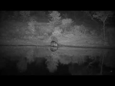 Djuma: Hippo passes Egyptian Geese going back in the dam - 03:59 - 08/04/2022