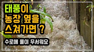 태풍이 과수원 옆으로 지나가면 어떨까요? 비피해는 있어도 바람피해는 없어서 다행 입니다