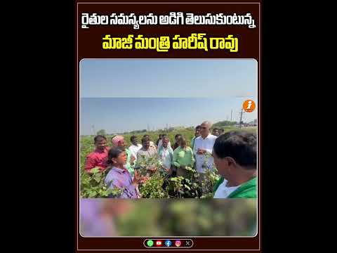 పత్తి పంటను పరిశీలిస్తున్న హరీష్ రావు | Harishrao | Warangal Farmers | iNews Teluguvoice