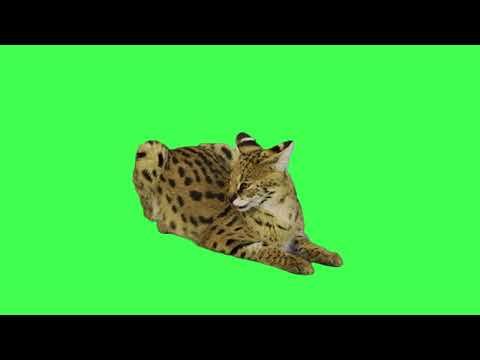 Сервал на хромакее