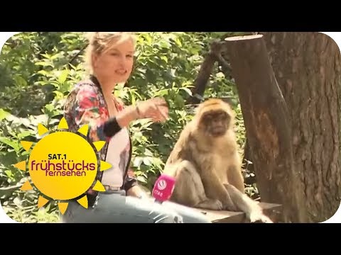 Freilauf statt Käfig: Affen zum Anfassen | Anna on Tour 2/4 | SAT.1 Frühstücksfernsehen | TV