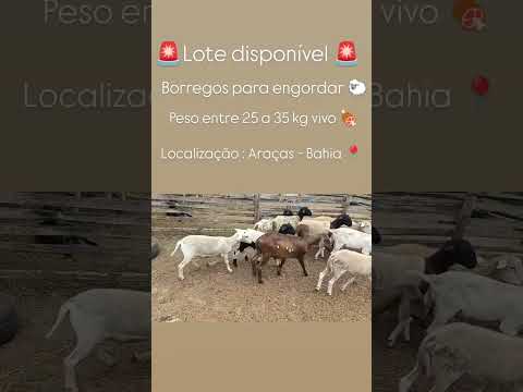 Borregos disponíveis para venda , estão em Araças , Bahia .