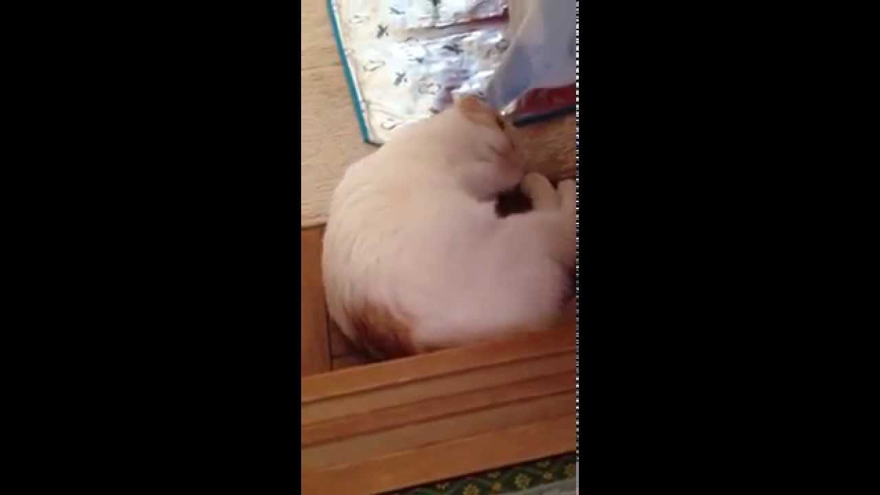 またたび棒に大興奮のスコティッシュフォールドのみるきぃ☆