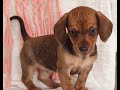 Miniature Dachshund dogs for sale: Ginger  - Video 1