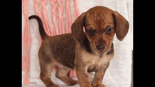 Video preview image #1 Dachshund Puppy For Sale in EAST EARL, PA, USA