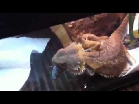 Bearded Dragon VS Dubia Roach