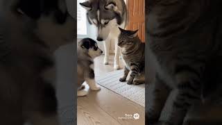 The Moment This Cat Realized He Messed Up... 😂