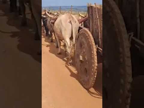 VOCÊ AINDA LEMBRA DO CARRO DE BOI? OLHA ISSO… #agrobrasil #agronegocio #portalzebu #viral
