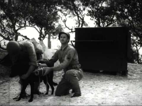 The Use of War Dogs, 1943