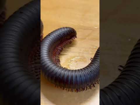 A fun grow your own millipede toy! Expands 100 times it’s original size!
