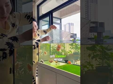 Ce poisson avait un ventre tellement gros qu’il a fallu trouver une solution ! 🐠😂