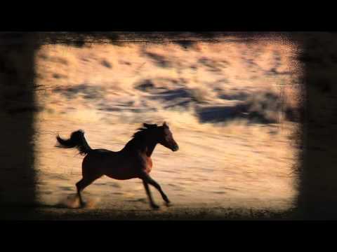 Path to Glory: The Rise and Rise of the Polish Arabian Horse