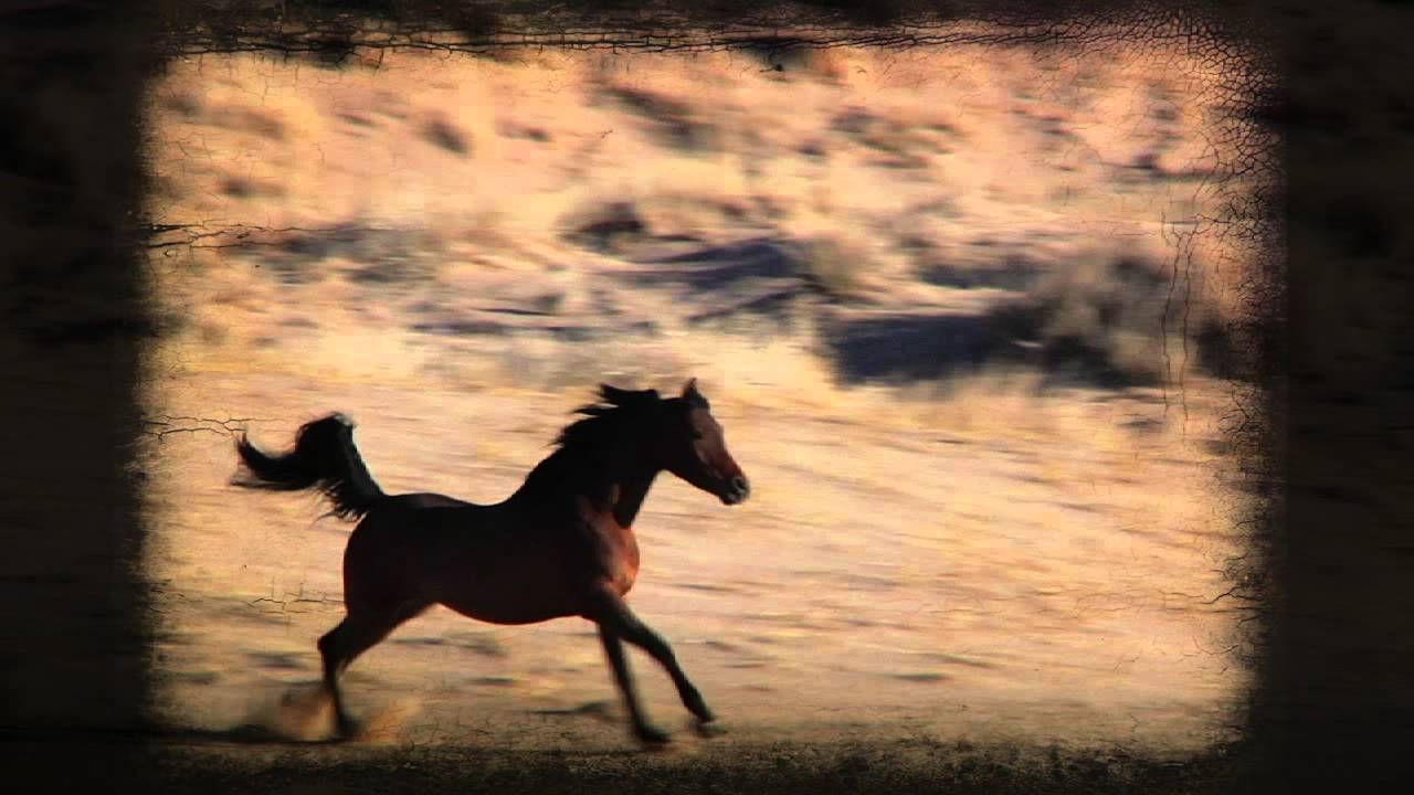 Path to Glory: The Rise and Rise of the Polish Arabian Horse