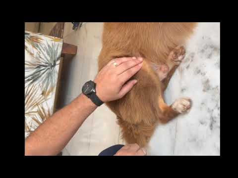 #Stomach Meridian in Canine Acupressure,#Dog #Acupuncture - Dr HEMANT SHARMA +918160088512