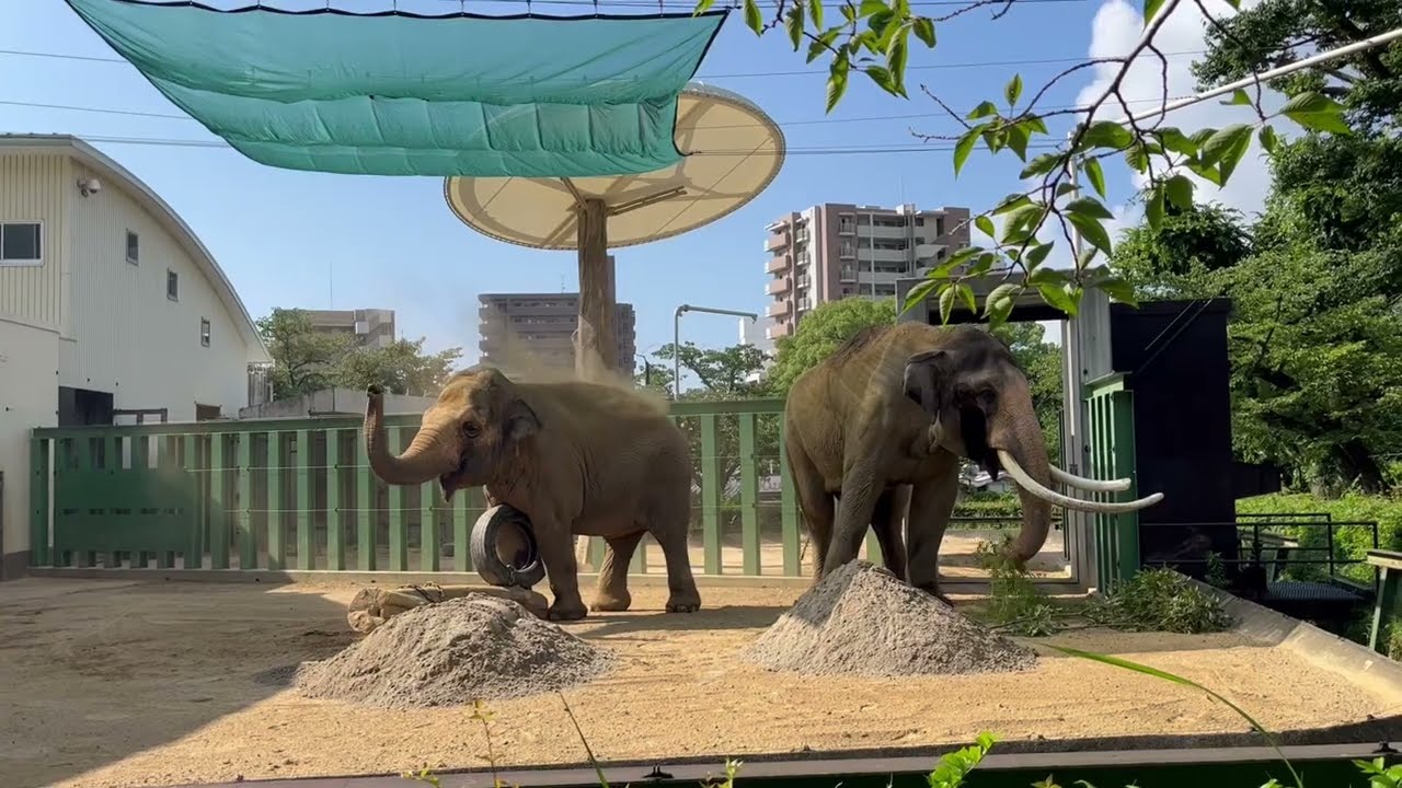 王子動物園