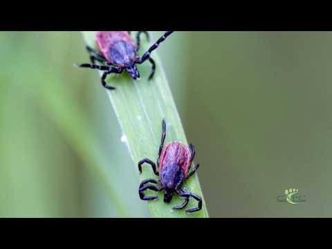 Deer Tick