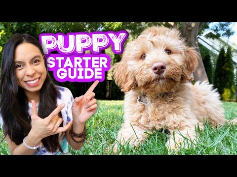 FIRST DAYS WITH NEW PUPPY! 🐶 Everything you need to know and do