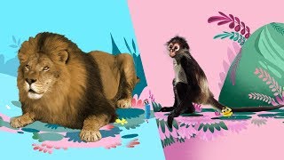 StoryBots | Animal Songs 🦁🐵🐪| Music To Learn For Kids