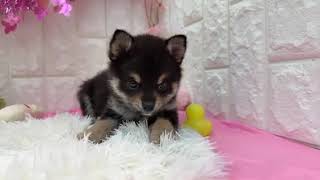 ハーフ犬の動画01