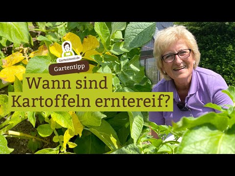 Wann sind Kartoffeln reif? Woran man erkennt, dass man Kartoffeln ernten kann