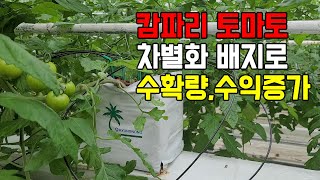 캄파리 토마토, 무농약/천적/신형 배지로 수확량, 소득 증대 노하우 공개