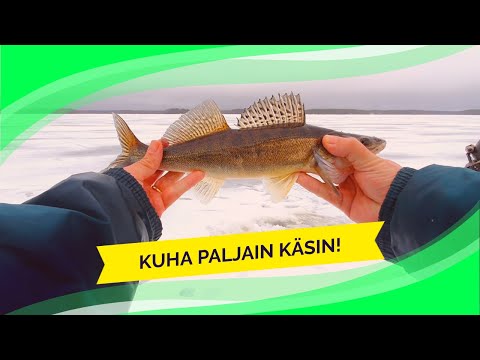 Kuhapilkillä - Miten voi saada kuhan paljain käsin!?