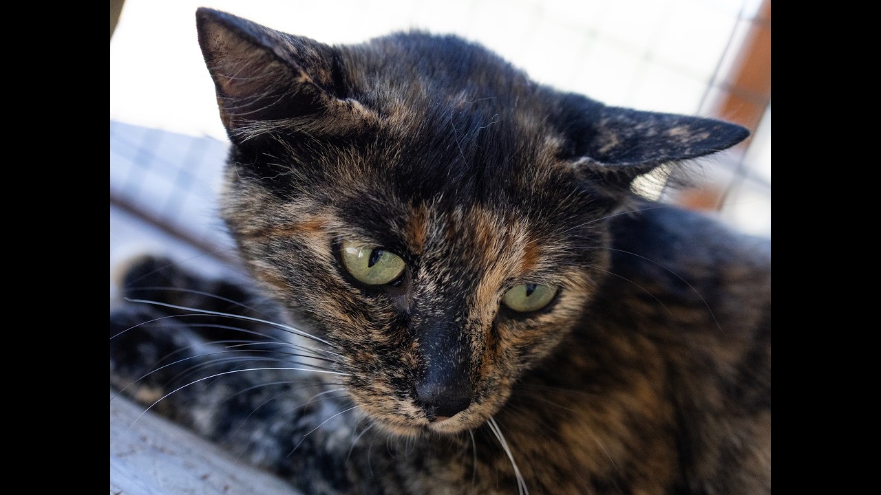 Enlarge Watcher, a Adoptable mixed breed in Republic, WA video 6/6