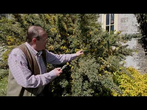 Pruning Genista/Cytisus  'Porlock' - How to tip
