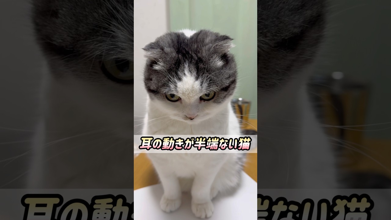 猫の耳