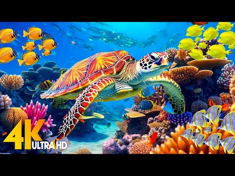 Ocean 4K - Sea Animals for Relaxation, Beautiful Coral Reef Fish in Aquarium (4K Video Ultra HD) #73