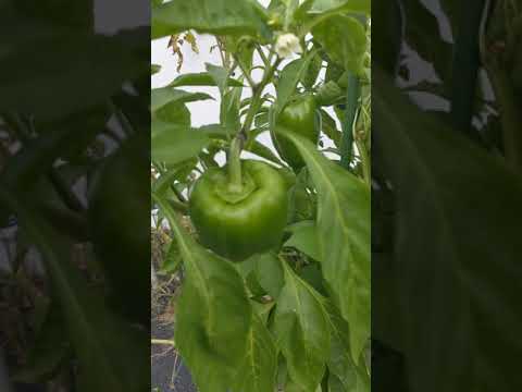 , title : 'Pepper plants growing much better in the fall weather "bell peppers" #gardening #garden'