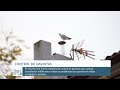 Campaña control de gaviotas 2023
