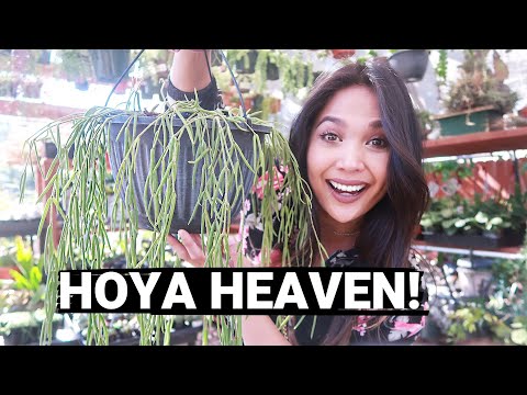HUGE HOYA Plant Shopping! | HOYA Plants for Sale!