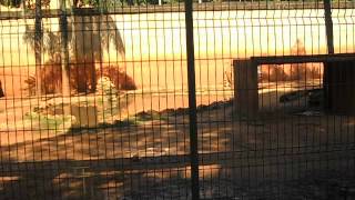 Tigresa furiosa no zoológico de Americana