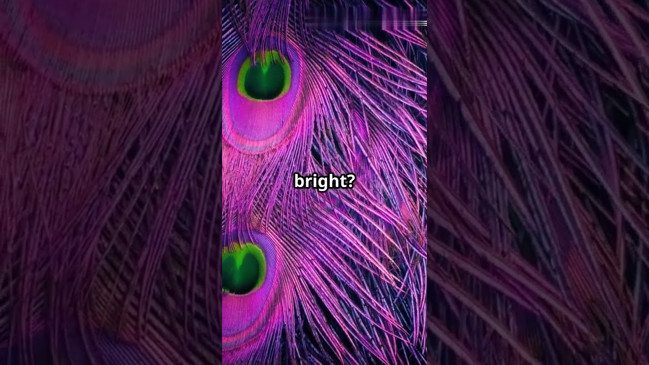 Why Do Peacocks Have Colorful Feathers? 🦚  #facts #funfacts #science #youtubeshorts #animals#shorts