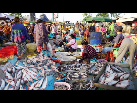 Chbar Ampov Fish Market Scene - Plenty Dry Fish, Alive Fish, Seafood, Frog & More in Fish Market