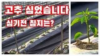 고추심기 심기 전 침지 방법 루브스 트리코마 사용 [고추재배방법]