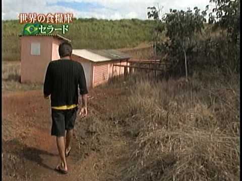 ブラジルのセラードの動物たち -