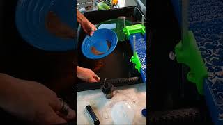 Bent Fork Prospecting w/ Felipe (cleanout) #gold #goldmining #goldpanning #goldprospecting