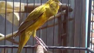 Download lagu Rasmi canary bird singing beautifull bird of pendam canary mp3 Download lagu Rasmi canary bird singing beautifull bird of pendam canary mp3