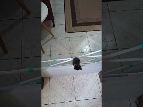 Vídeo de Gatinho