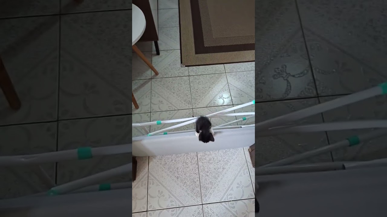 Gato raça SRD-ViraLata idade Abaixo de 2 meses nome Gatinho