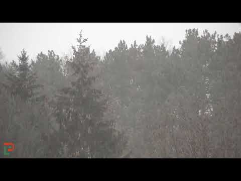 Relaxing Winter Snowfall and Woodpecker Scenes from Eagan, Minnesota - February 10, 2022 #winter