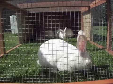 Hvid Land Kuld 8/6-2012