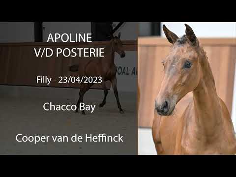Apoline vd Posterie (Chacco Bay x Cooper vd Heffinck)
