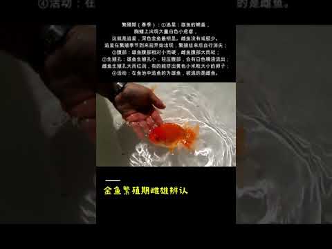 金魚懷孕怎麼看